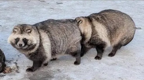 Contra: Operation Galuga